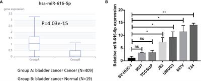 miR-616-5p Promotes Invasion and Migration of Bladder Cancer via Downregulating NR2C2 Expression